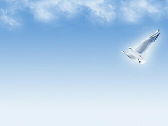 White Dove
