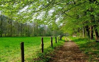 Trees Branches Gras Path Fence Wallpaper