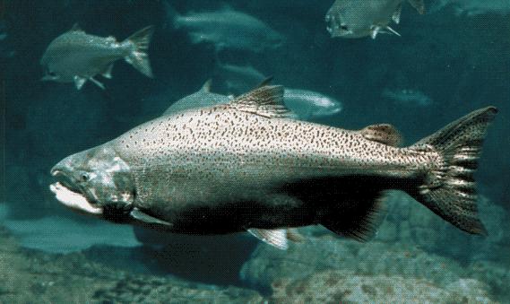 Gallery Salmon Fish In Water