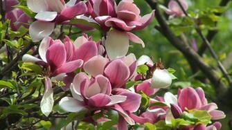 Spring Flowers Desktop Background Wallpaper HD