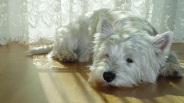 Commonly Known As The Westie
