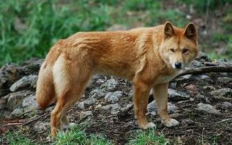 Dingo Wallpaper Pics Animals Library