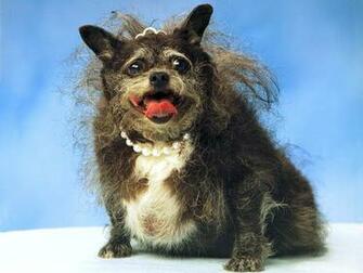 Ugly Dog Pictures Desktop Background For