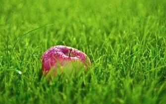 Red Apple In The Grass Wallpaper