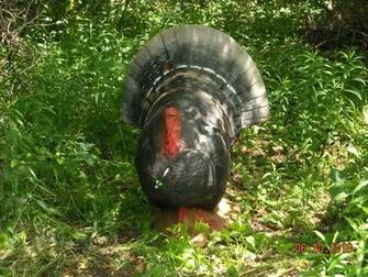 Strutting Turkey Wallpaper
