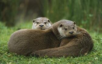 Otter Computer Wallpaper Desktop Background
