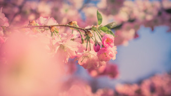 Pink Flowers Aesthetic Wallpaper