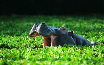 Hippopotamus Wallpaper