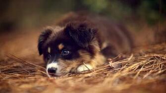 German Shepherd Puppies Wallpaper High Definition