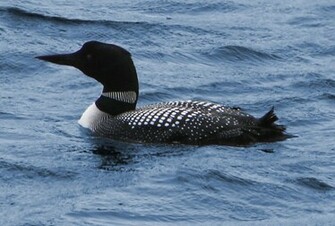 Common Loon Pictures Wallpaper Of