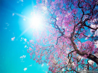 Take A Stroll In The Most Serene And Beautiful Spring Wallpaper