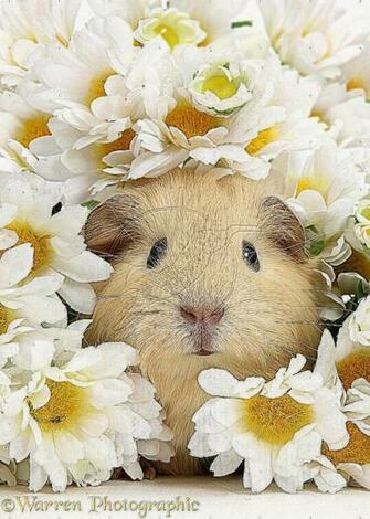 Cute Guinea Pig HD Desktop Wallpaper High Definition