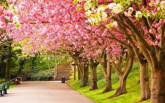 Wallpaper Nature Spring Which Is Under The