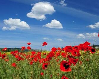 Desktop Wallpaper Flowers X