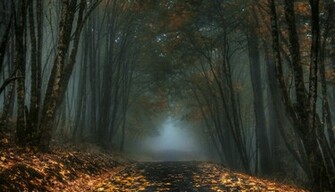 Sleepy Hollow Wallpaper