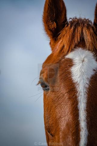Brown Foal With White Stripe iPhone Wallpaper Crop License