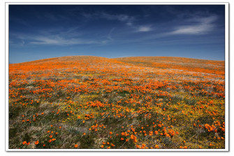 Windows Xp Wallpaper Spring At Antelope Valley Californi