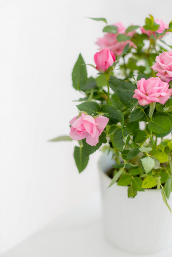 Top Pink Flowers Aesthetic Wallpaper Full HD 4k To Use