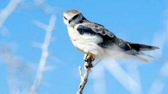 Labels HD Hawk Image Pictures Wallpaper