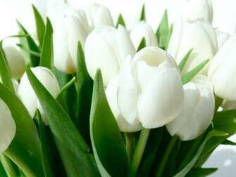 Tulip Flowers High Resolution Beautiful Wallpaper