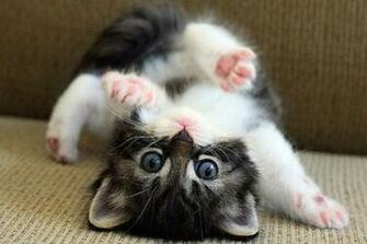 Animal Desktop Background Get Computer Wallpaper Of Cats