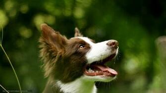 Wallpaper Dog Summer Background Desktop In