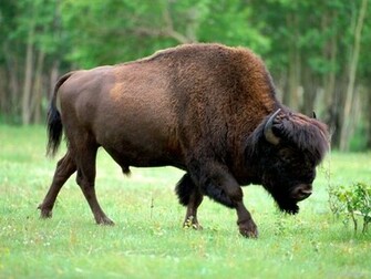 Wild Animals Image Bison Wallpaper Photos