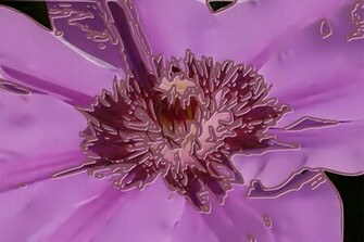 Mauve Wallpaper HD