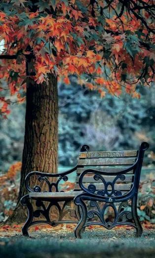 Sheri Gerardo On Fall Thanksgiving Autunm Best Background