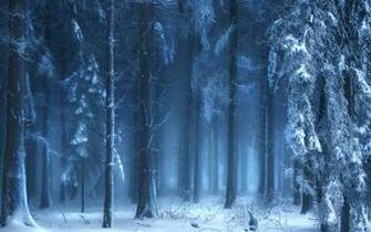Landscapes Trees Forest Woods Winter Snow Wallpaper Background