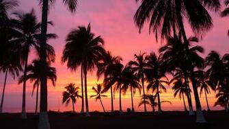 Palm Trees Sunset Riviera Nayarit
