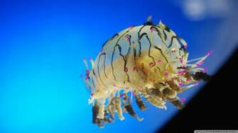 Colorful Jellyfish Wallpaper Curly