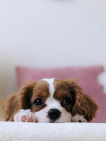Cute Dog Wallpaper