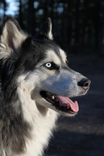 Siberian Husky Wallpaper HD Image Stock