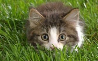 Cute Kitten Kittens Wallpaper