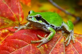 Amphibians Frog Wallpaper HD