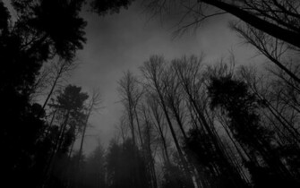Wallpaper Forest Black White Dark Jpg
