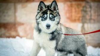Dogs Wallpaper Fadi For Android Apk
