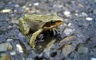 Reptiles HD Wallpaper