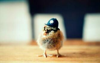 Funny Chicken Wallpaper On