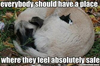 Funny Animals With Quotes Widescreen Wallpaper