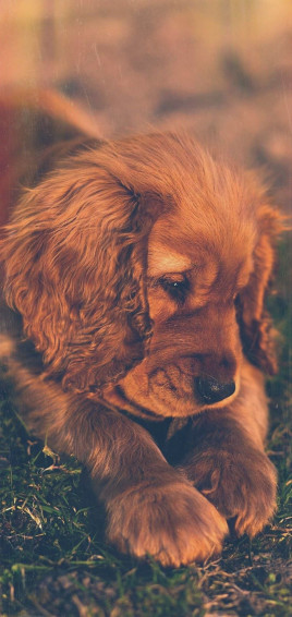 Puppy Wallpaper In iPhone