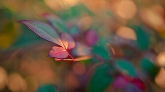 Red Purple And Blue Leafs HD Wallpaper FullHDwpp Full