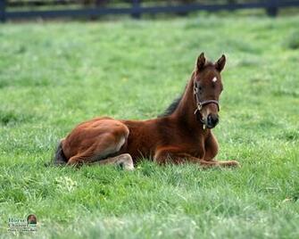 Springtime Foal Screensaver And Desktop Wallpaper