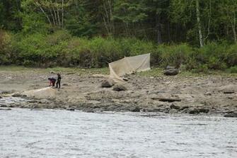 Elver Fishermen Set Their Fyke Net Near The Penobscot Salmon Club In