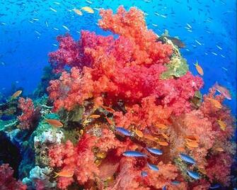 Washington Son Coral Head Somosomo Strait Taveuni Fiji