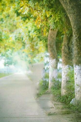 HD Blur Background For Photo Editing I Picsart Photoshop