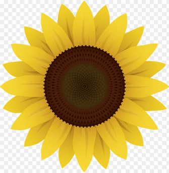 Girasol Em Png Image With Transparent Background Toppng