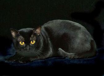 Cute Black Cat Wallpaper Wwe