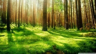 Magical Forest Nature